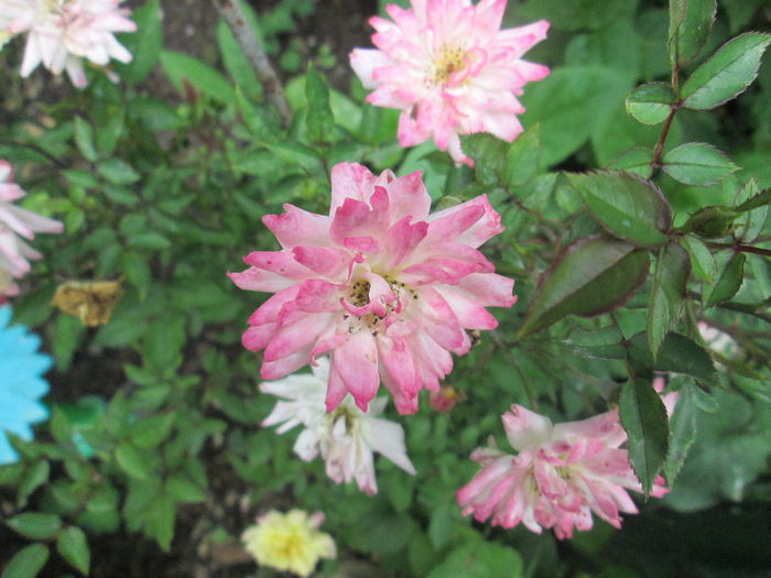 IMG_1929 - sfarsit de iunie 2014