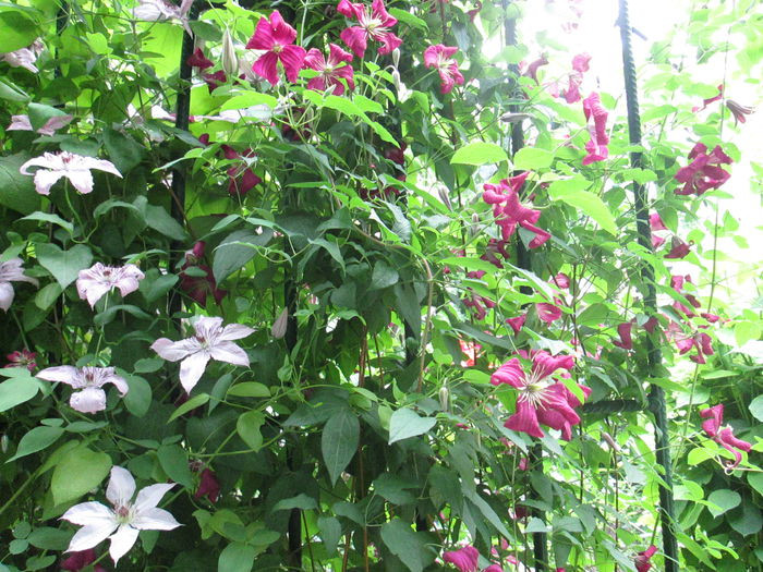 IMG_1931 - sfarsit de iunie 2014