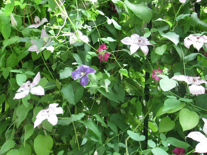 IMG_1932 - sfarsit de iunie 2014