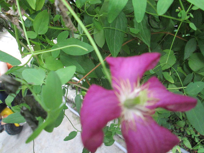 IMG_1933 - sfarsit de iunie 2014