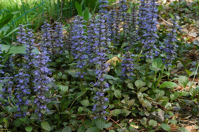 Ajuga reptans - Alte dorinte