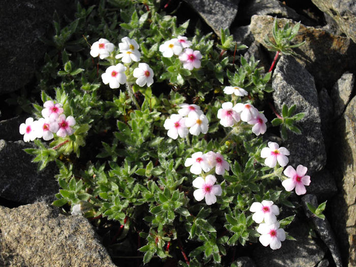 Androsace villosa - Alte dorinte