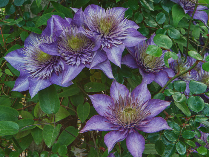 Clematis ` Multi Blue ` GASIT