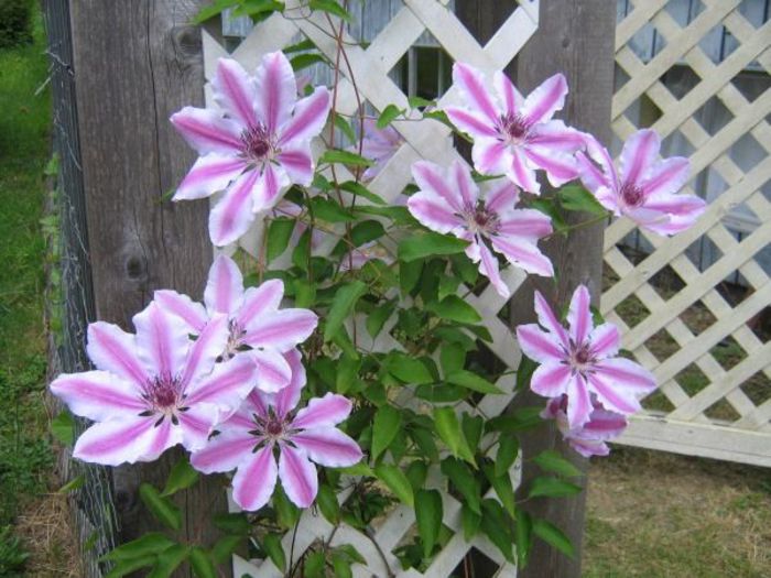 Clematis ` Nelly Moser ` GASIT
