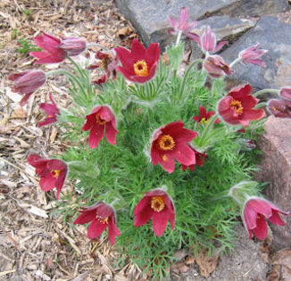 Pulsatilla vulgaris  ` Rubra`