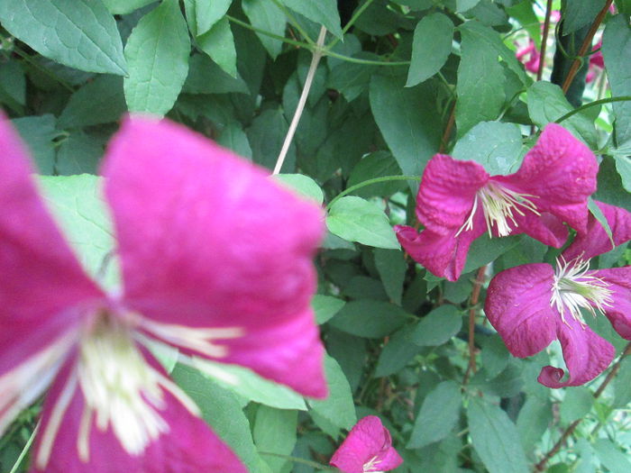 IMG_1934 - sfarsit de iunie 2014