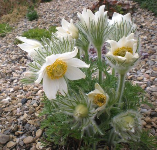 Pulsatilla vulgaris