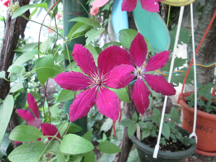 IMG_1944 - sfarsit de iunie 2014