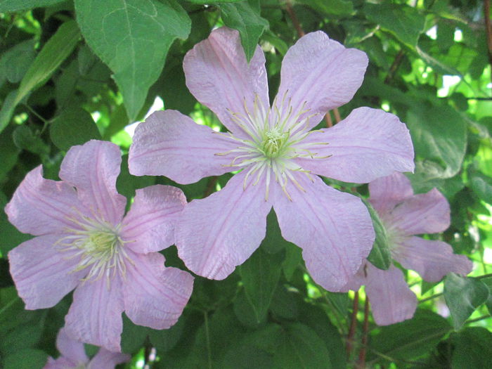 IMG_1946 - sfarsit de iunie 2014