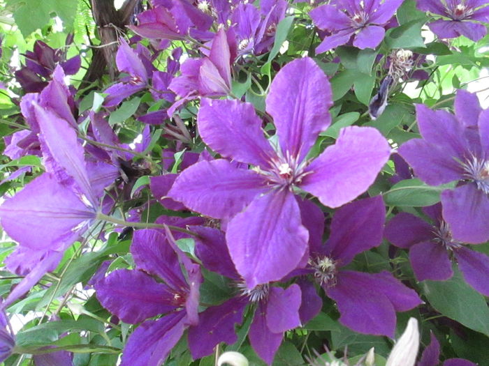 IMG_1948 - sfarsit de iunie 2014