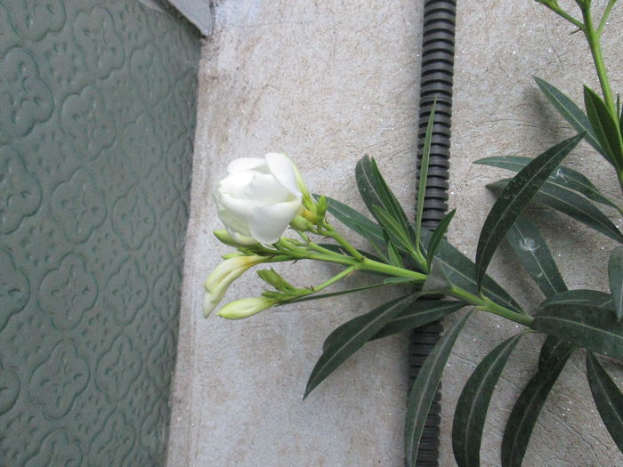 IMG_1949 - sfarsit de iunie 2014