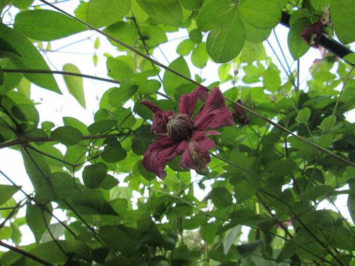 IMG_1951 - sfarsit de iunie 2014