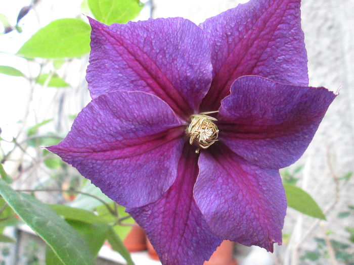 IMG_1952 - sfarsit de iunie 2014