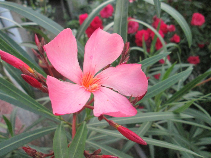 IMG_1957 - sfarsit de iunie 2014