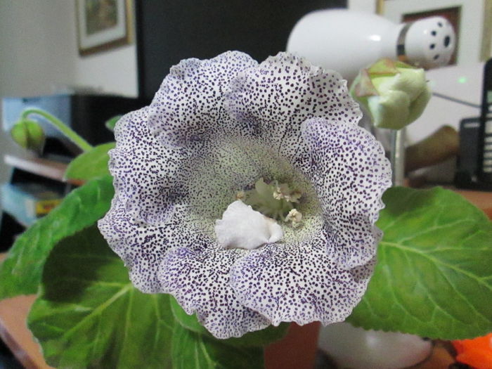 gloxinia - sfarsit de iunie 2014