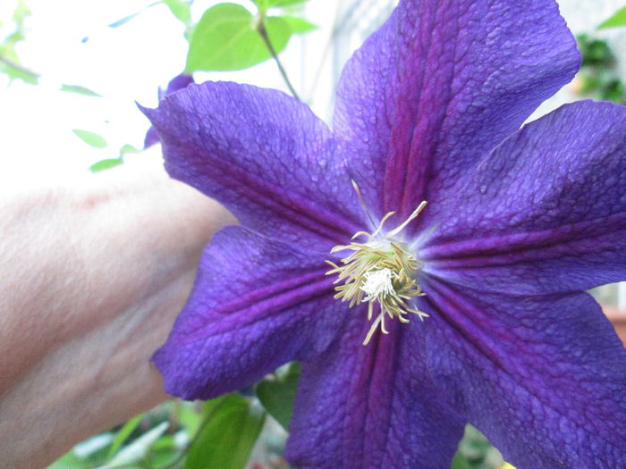 IMG_1969 - sfarsit de iunie 2014