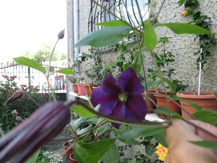 IMG_1970 - sfarsit de iunie 2014