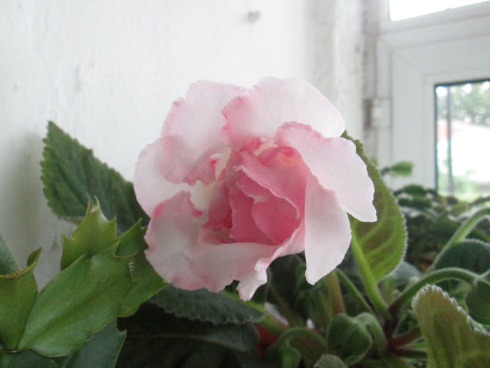 gloxinia - sfarsit de iunie 2014