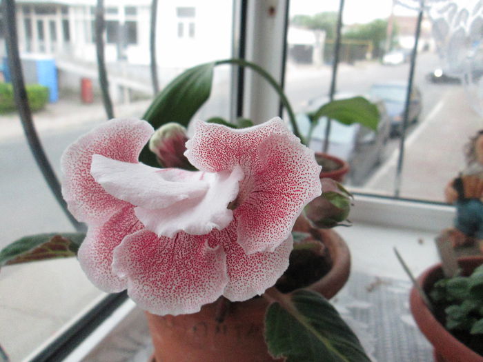 gloxinia - sfarsit de iunie 2014