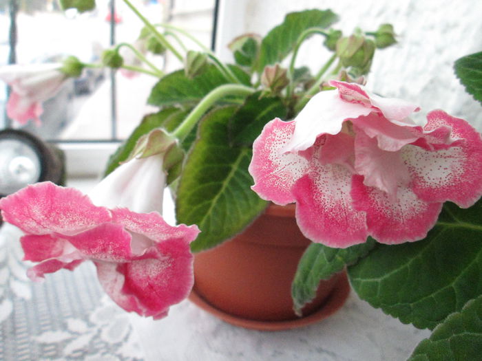 gloxinia - sfarsit de iunie 2014