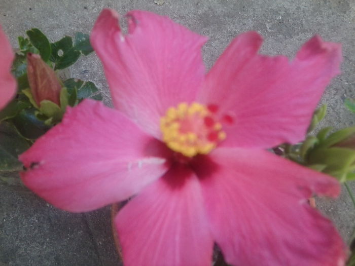 roz - hibiscusi 2014-1