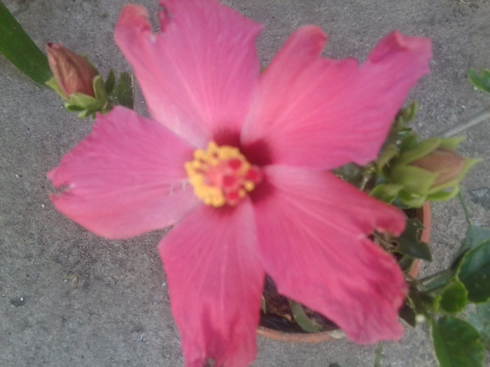 Fotografie1696 - hibiscusi 2014-1