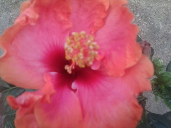 Fotografie1730 - hibiscusi 2014-1