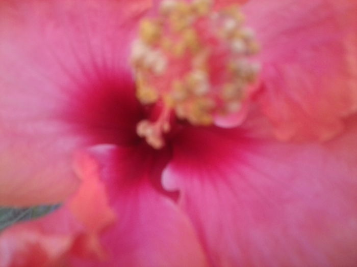 Fotografie1731 - hibiscusi 2014-1