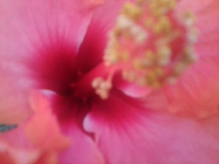 Fotografie1732 - hibiscusi 2014-1