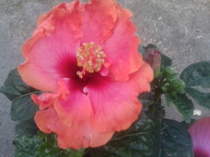 Fotografie1733 - hibiscusi 2014-1