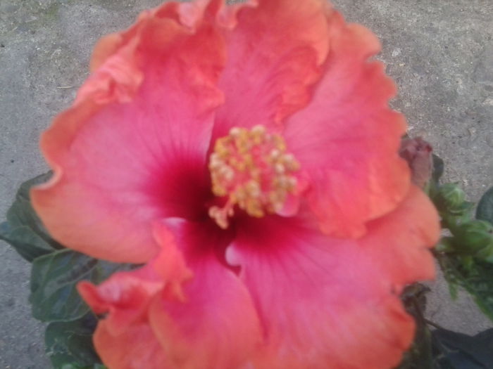 Fotografie1734 - hibiscusi 2014-1