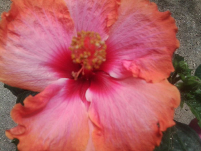 Fotografie1736 - hibiscusi 2014-1