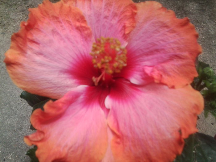 Fotografie1737 - hibiscusi 2014-1