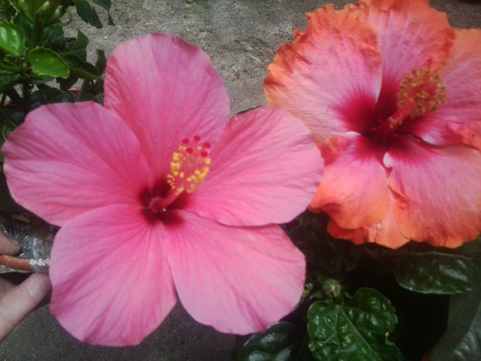 Fotografie1740 - hibiscusi 2014-1