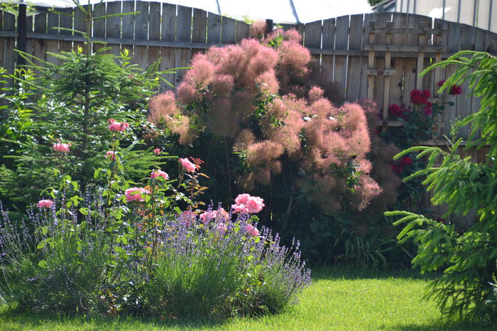 Cotinus coggygria (smoke bush) - II - Summer 2014