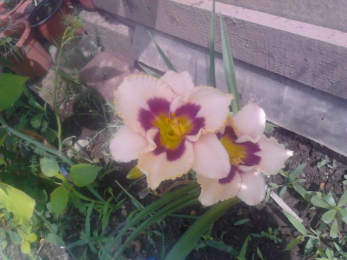 IMG_20140618_102815 - Hemerocallis