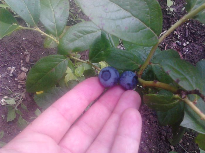 IMG_20140618_111123 - Hemerocallis