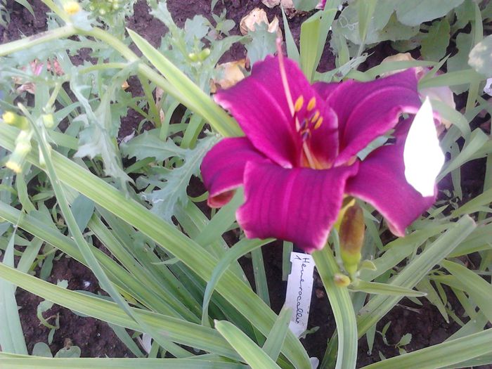 IMG_20140617_084412 - Hemerocallis