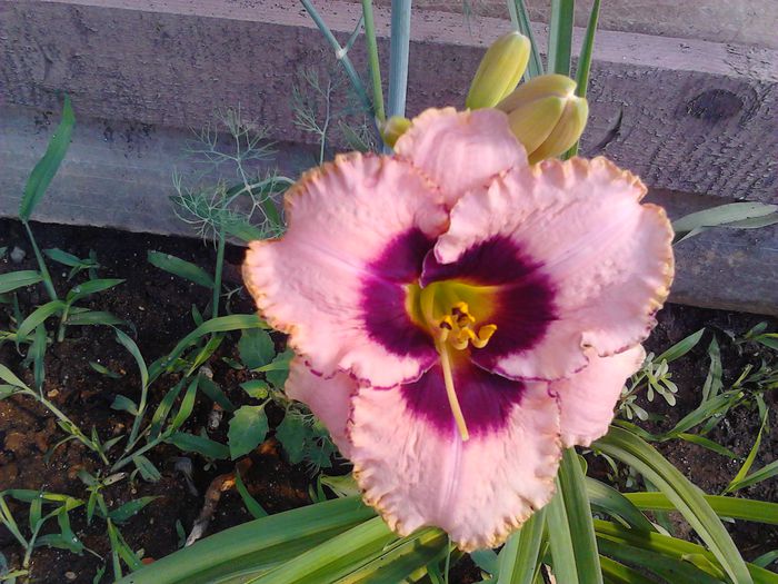 IMG_20140614_085922 - Hemerocallis