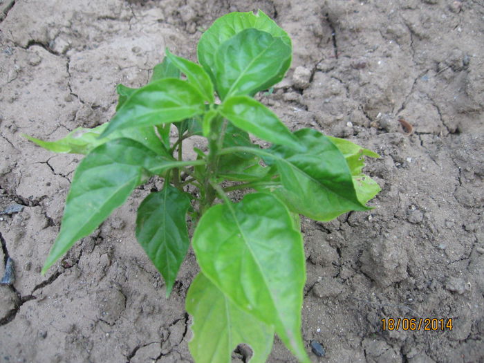 habanero golden