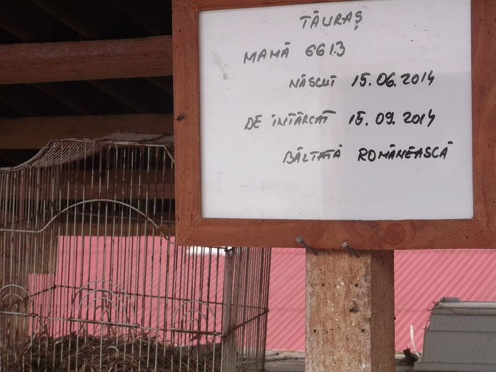 COLIVIE PENTRU VITELUS; O DOVADA IN PLUS CA TATA NU SE CUNOASTE CU EXACTITATE
