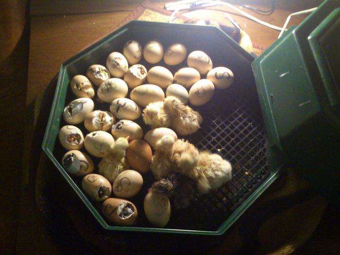 Lupta pentru viata; Din 56 oua au iesit 47 de pui, un procentaj bun zic eu
