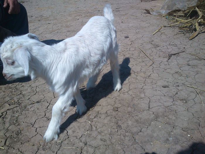 Prima ieseala - Capritele