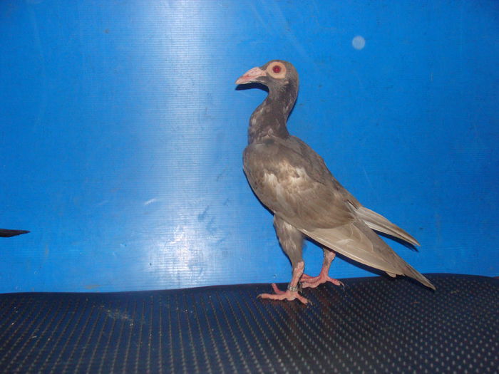 DSC02335