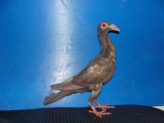 DSC02336