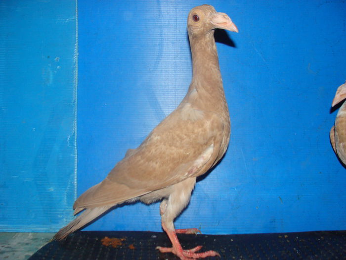 DSC02350