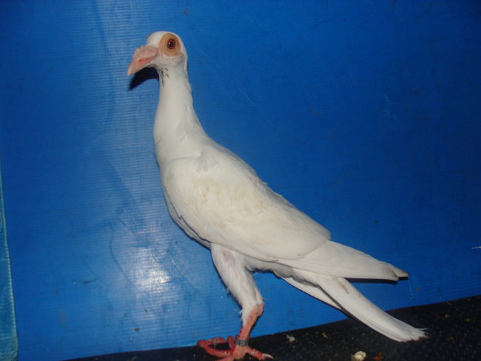 DSC02366
