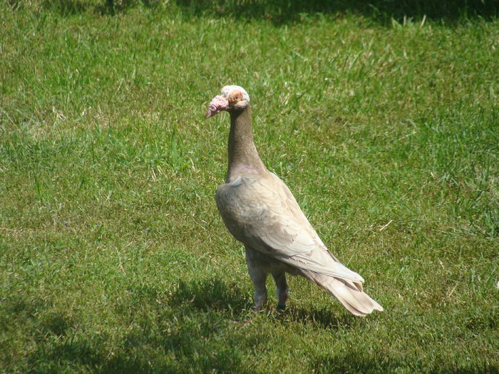 DSC02385