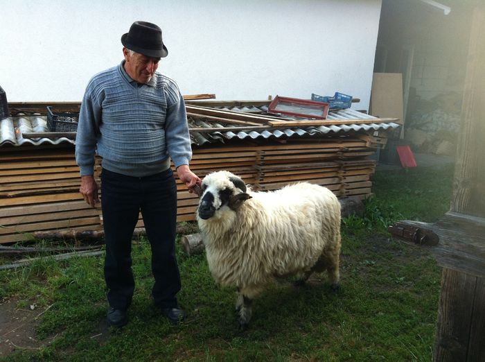 IMG_2080; Dom'Petru din Oncesti-MM- si berbecutul DE VANZARE-0766690576
