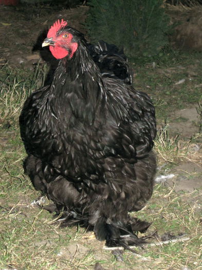 black cockerel
